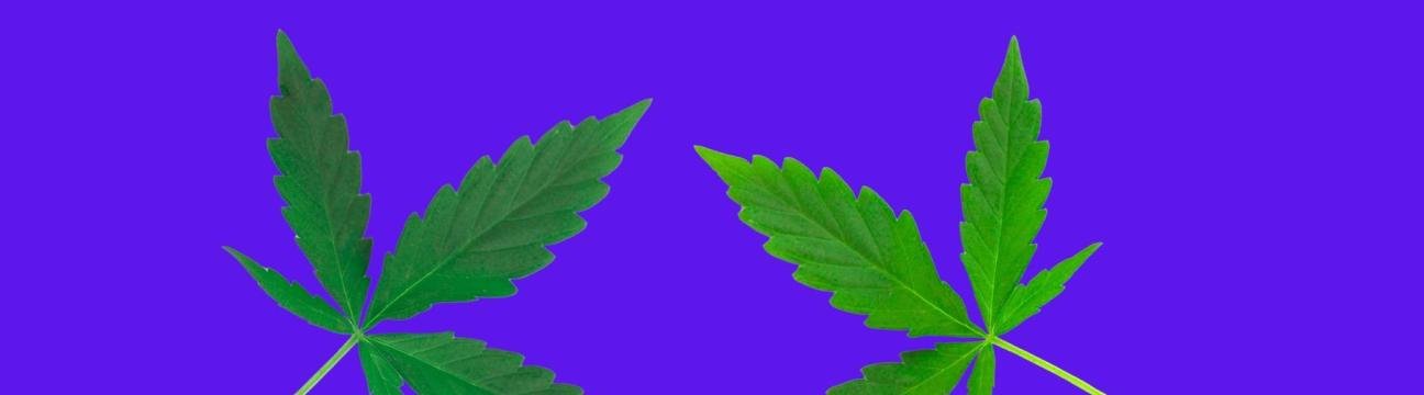 Ohio Marijuanacard